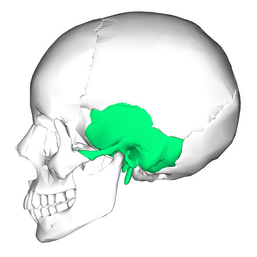 1200px-Temporal_bone_lateral5