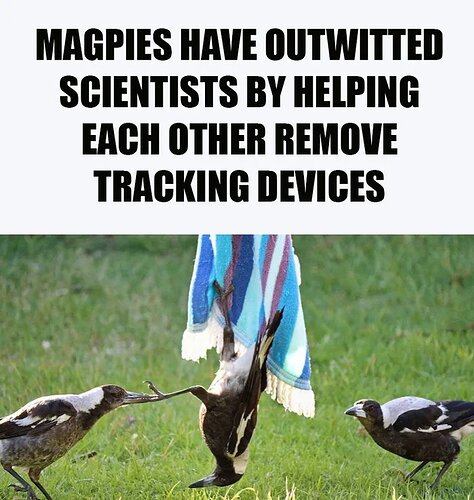 Birds-smart-science-dumb