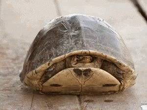 turtle-peekaboo