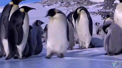 injury-penguins